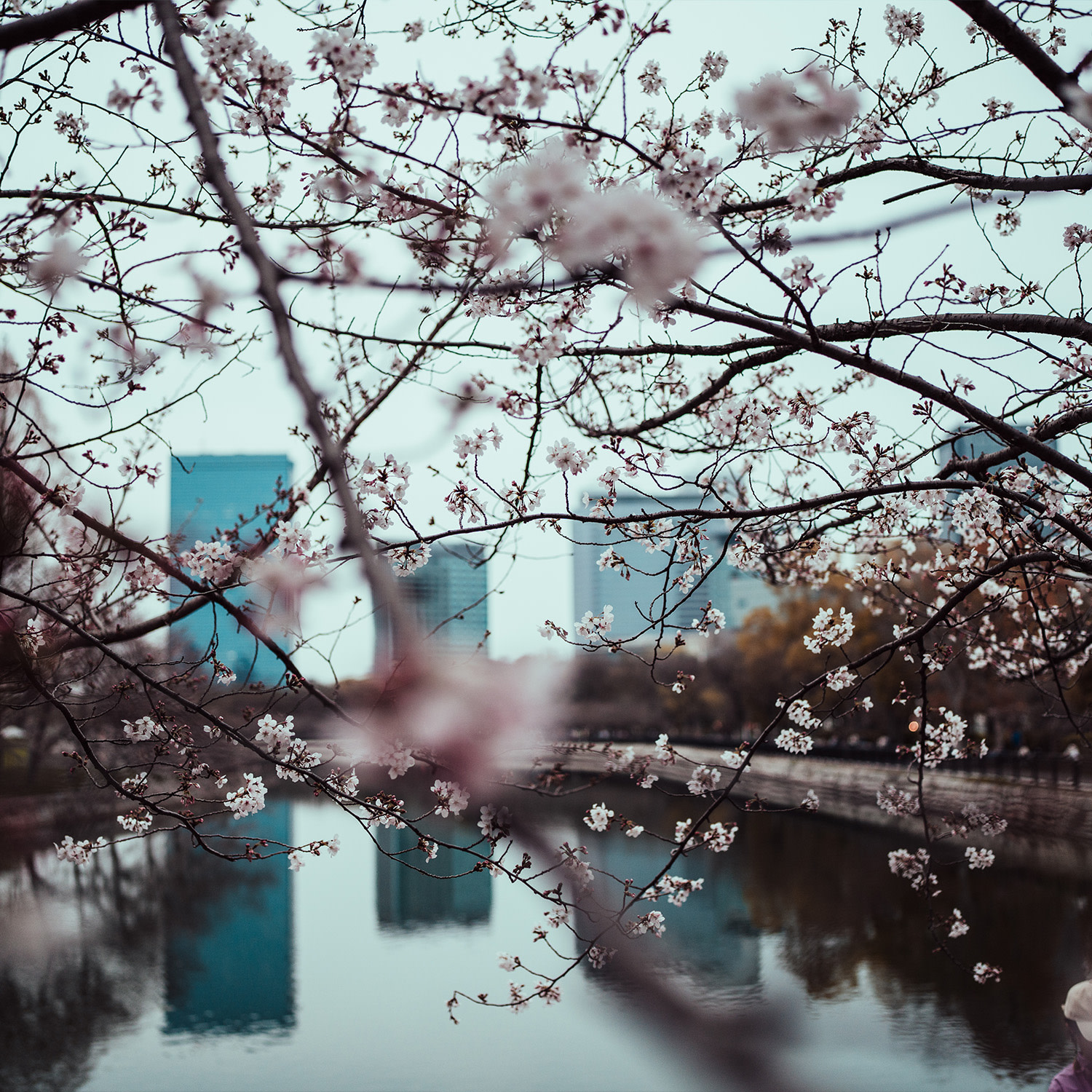 Japan preview facts copy