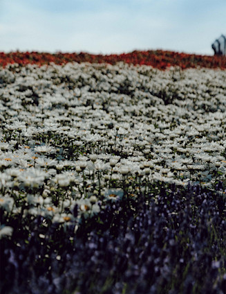 dutch gp thumbnail 4